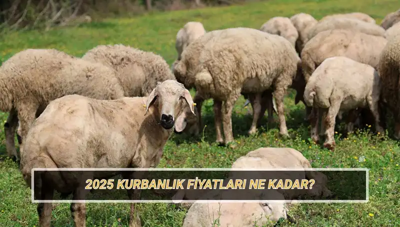 2025 Yılında Kurbanlık Fiyatları: Büyükbaş ve Küçükbaş Fiyatlarında Son Durum!