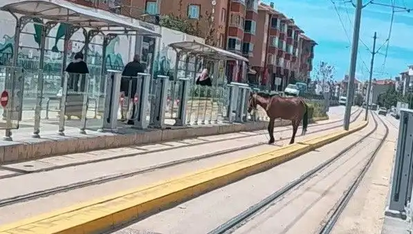 Eskişehir’de Tramvay Raylarında Başlıbaşına Bir At Gündemde