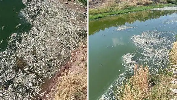 Karasu Çayı’ndaki Balık Ölümleri: Neden ve Sonuçlar Üzerine Derinlemesine İnceleme