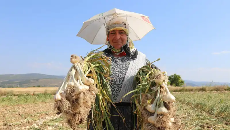 Sıcağın Pençesinde Mucizeler Yaratanlar: Günde 1200 TL Kazanan İşçiler