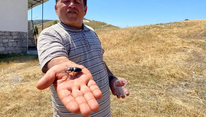 Sivas'ta Görülen Bu Böceği Öldürmenin Cezası Şaşkına Çeviriyor!