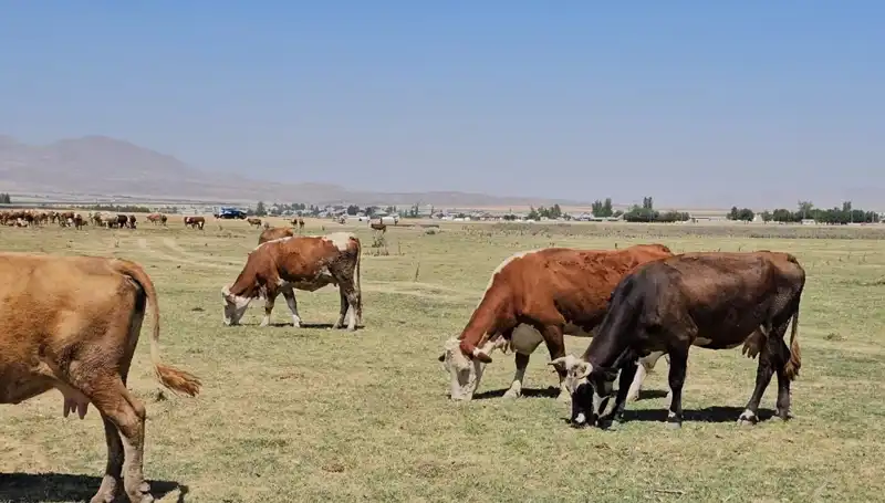 Arin Gölü'nün Kuruması: Bölge Halkını Tehdit Eden Su Krizi
