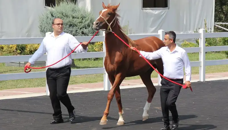Taşkın Kral'ın Rekorları: Doğanın Gücüne Tanıklık Edin