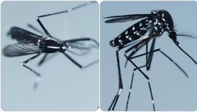 Chikungunya Virüsü: Belirtileri ve Enfekte Olduğu Ülkeler Hakkında Bilmeniz Gerekenler