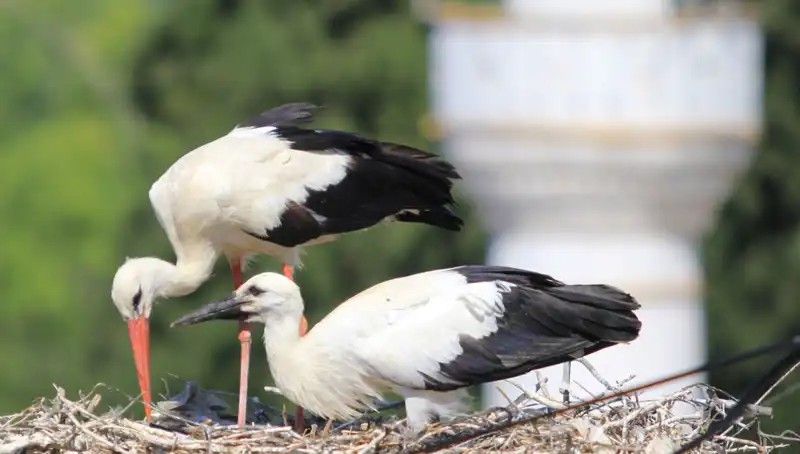 Leylek Köyü'nde Yaren Leyleği Kıskandıran Gizem: 8 Kat Fazla Yuva