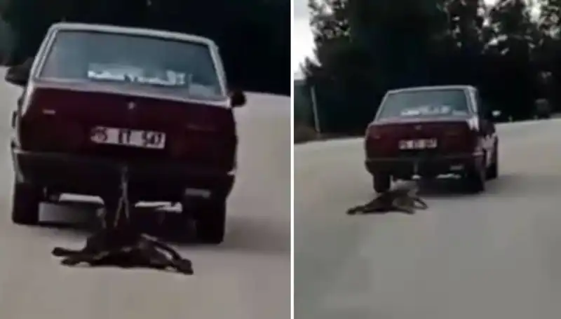 Otomobilin Arkasına Bağlı Köpek, Yürekleri Ağızlara Getirdi