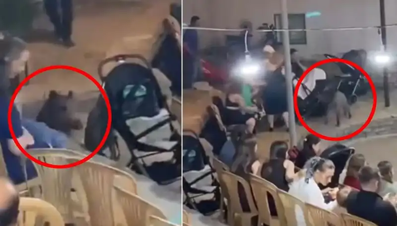 Yaban Domuzunun Düğün Eğlencesine İhaneti: Paniğe Neden Oldu!