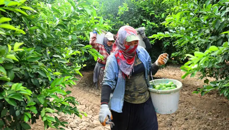 Marketlerdeki Patates Fiyatları Düşüyor: Hasat Sezonu Geldi!
